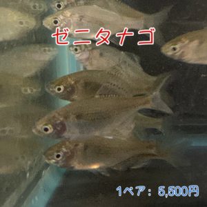 ゼニタナゴ