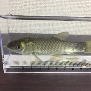 ソウギョ