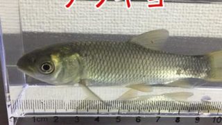 通信販売 アルビノソウギョ ブリード 12cm 日本産淡水魚 アクアリウムメディア