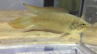 通信販売 雷魚 ライギョ カムルチー 静岡県産 10cm 日本産淡水魚 アクアリウムメディア